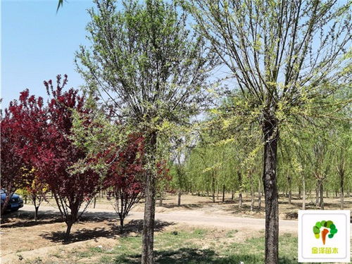 20公分饅頭柳樹苗 15公分饅頭柳供應(yīng)