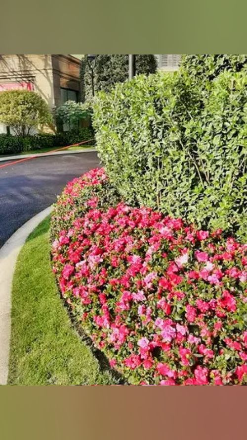 兩年前交工驗收,兩年后竣工驗收 工程案例實景圖 施工現(xiàn)場 工程案例 園林綠化 園林景觀