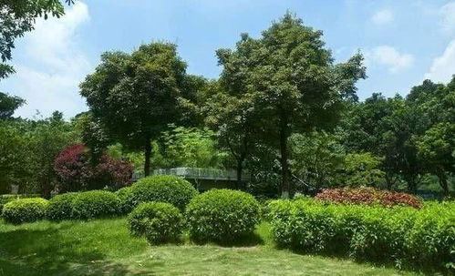 子彈被射中,嵌在樹上 20年后,它殺死了目標 網友說不敢相信 網易訂閱