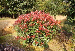 武漢園林綠化景觀設(shè)計小區(qū)園林施工綠化養(yǎng)護方案設(shè)計維護