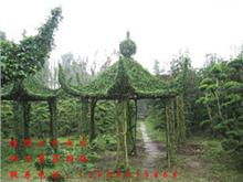 綠化苗木 盆景等 四川勇昌園林景觀綠化工程有限責任公司